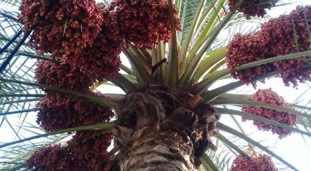 برگزاری گفتگوی اختصاصی با کارشناس گیاه پزشکی به مناسبت روز ملی خرما