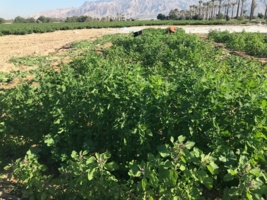 بررسی سازگاری و پایداری لاین‌های منتخب کینوا در ایستگاه تحقیقات کشاورزی برازجان
