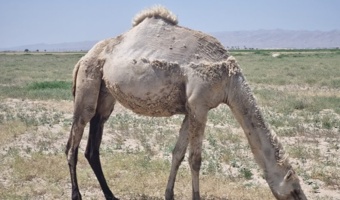 شتر ذبه (دشتی) ذخیره ژنتیکی ارزشمند و راهکار مقابله با بحران خشکسالی در جنوب کشور