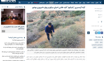 گیاه گرمسیری "پانیکوم" کلید طلایی احیای مراتع و رونق دامپروری بوشهر