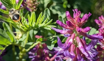 گون طلای زرد مراتع بوشهر و موتور محرک زنبورداری استان