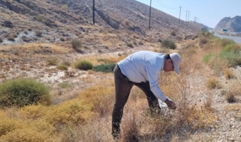 تلاش پژوهشگران مرکز تحقیقات بوشهر برای تکثیر گیاهان خوشخوراک مرتعی