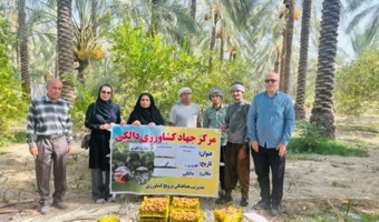 بازدید محقق مرکز تحقیقات بوشهراز باغ الگویی نخیلات در دالکی