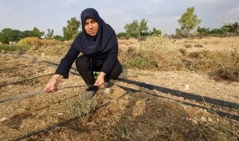 ارزیابی اکوتیپ‌های دو گونه مرتعی Helianthemum در تولید علوفه و بذر