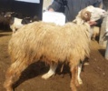 نشست بررسی وضعیت هویت گذاری دام در استان بوشهر برگزار شد