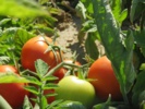 برگزاری دوره آموزش مدیریت تغذیه گوجه فرنگی