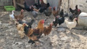 بازدید تخصصی از فعالیتهای نوآورانه کشاورزی و دامپروری در دشتستان