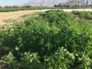 بررسی سازگاری و پایداری لاینهای منتخب کینوا در ایستگاه تحقیقات کشاورزی برازجان