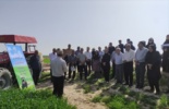 برگزاری مانور آموزشی - ترویجی کنترل علفهای هرز گندم در شهرستان گناوه