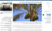 آرایش خوشهها؛ گامی کلیدی برای بهبود کیفیت و کمیت خرما