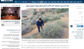 گیاه گرمسیری "پانیکوم" کلید طلایی احیای مراتع و رونق دامپروری بوشهر
