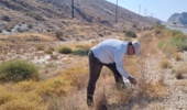 تلاش پژوهشگران مرکز تحقیقات بوشهر برای تکثیر گیاهان خوشخوراک مرتعی