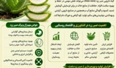 گیاه دارویی صبرزرد