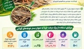 برگ درخت خرما به عنوان بستر جوجه های گوشتی