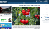 ویروس چروکیدگی قهوه‌ای، گوجه‌فرنگی بوشهر را تهدید می‌کند