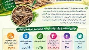 برگ درخت خرما به عنوان بستر جوجه های گوشتی