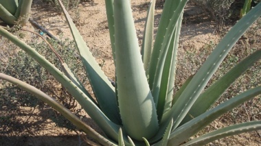 احیای اراضی کم‌بازده با کشت الگویی آلوئه‌ورا در منطقه چاه‌گچی شهرستان جم