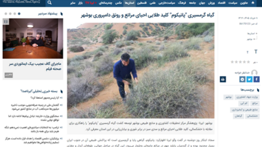 گیاه گرمسیری "پانیکوم" کلید طلایی احیای مراتع و رونق دامپروری بوشهر